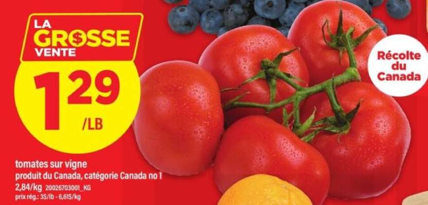 TOMATES SUR VIGNE