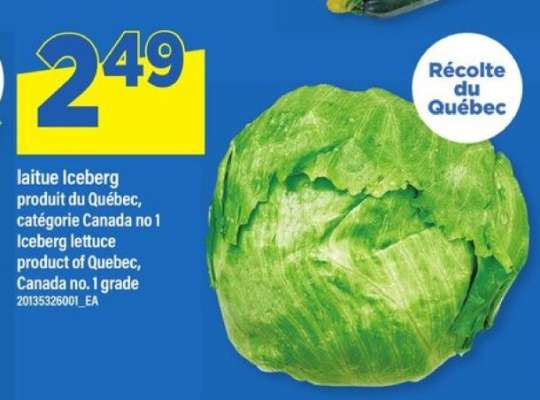 laitue Iceberg