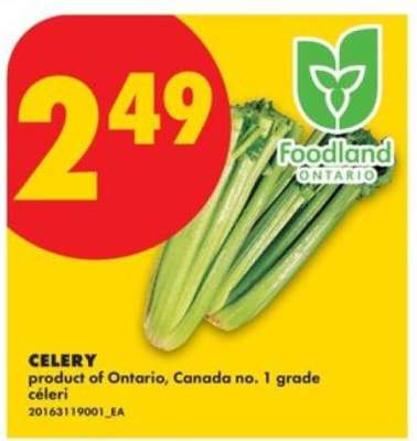 CELERY