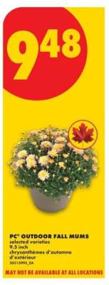 PC® OUTDOOR FALL MUMS