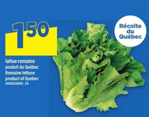 LAITUE ROMAINE