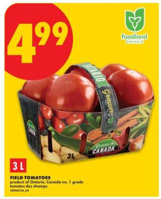 FIELD TOMATOES