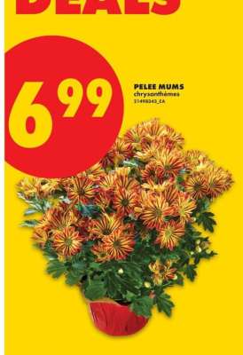 PELEE MUMS