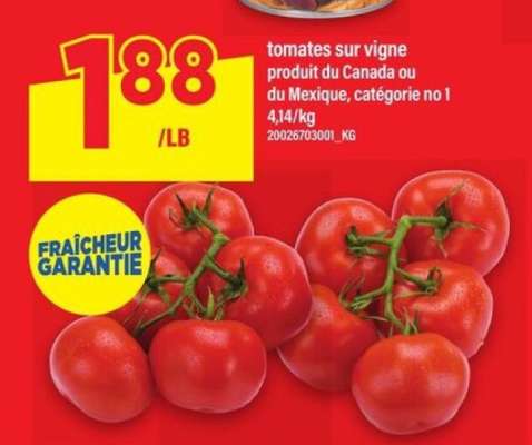 TOMATES SUR VIGNE
